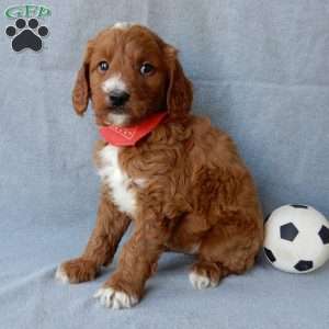 Leo (medium), Goldendoodle Puppy